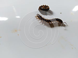 Centipede mooving for food on the ground