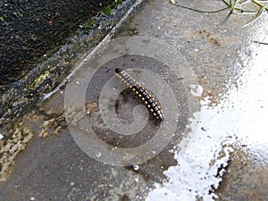 Centipede mooving for food on the ground