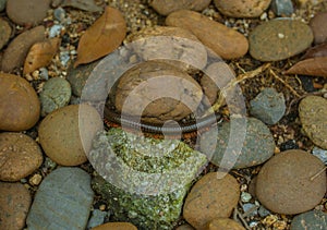 Centipede, Myriapoda diplopoda arthropoda tracheata wild inseect