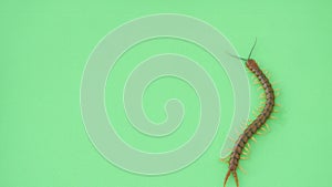 Centipede pausing and crawling on green screen