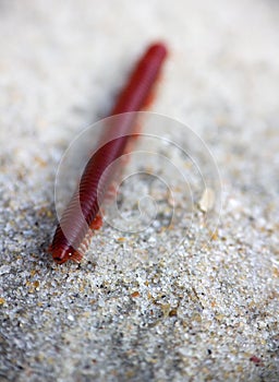 Centipede is rapidly rushing on sand