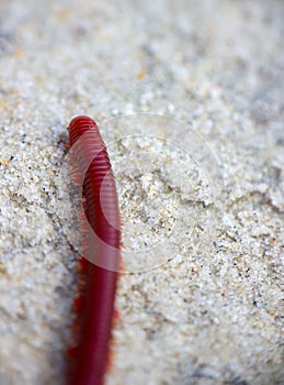 Centipede is rapidly rushing on sand
