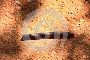 A centipede with red feet at Sigiriya Rock