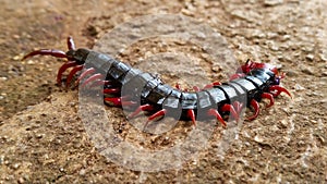 Centipede with red legs