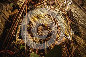 A centipede rolls on the old bark broken tree on the pine forest