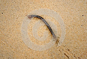 Centipede on sand.