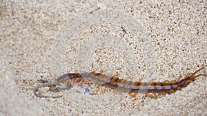 Centipede, Scolopendra eats gecko on the sand