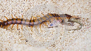 Centipede, Scolopendra eats gecko on the sand