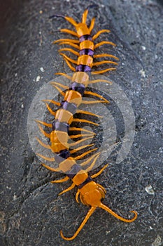 Centipede / Scolopendra hardwickei