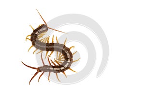 Centipede Scolopendra sp. centipede isolated on white background