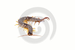 Centipede Scolopendra sp. centipede isolated on white background