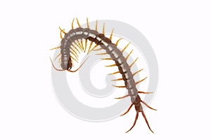 Centipede Scolopendra sp. centipede isolated on white background