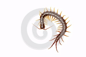 Centipede Scolopendra sp. centipede isolated on white background