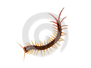 centipede (Scolopendra sp.) Giant centipede isolated on white background