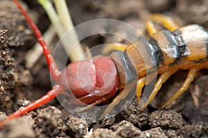 Centipede Scolopendra sp. in Keoladeo Ghana National Park.