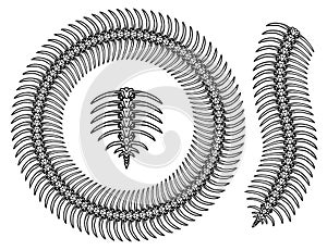 Centipede skeleton vintage pattern brush concept