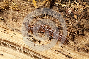 Centipede