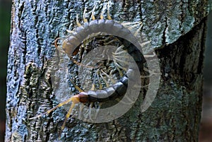 Centipede on tree bark