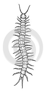 Centipede. Vector illustration in cartoon style on a white background.