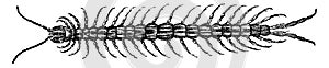 Centipede, vintage engraving