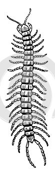 Centipede, vintage illustration