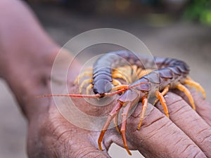 Centipede Walked on Hand