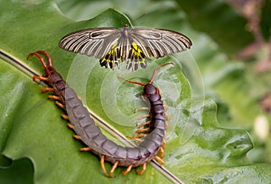 The centipede was hunting butterflies to eat