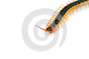 Centipede on white