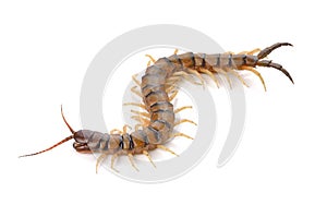 Centipede on white background