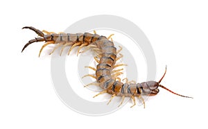 Centipede on white background