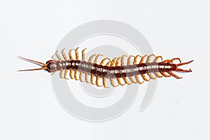 Centipede on white background