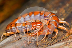 Centipede on  wood in tropical garden