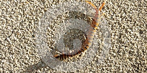 Centipedes