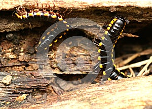 Centipedes (Anoplodesmus Anthracinus) on The Tree