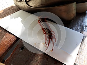 Centipedes are invertebrates in the Chilopoda class, located in the arthropod arthropod. The legs are found in the tropical zone