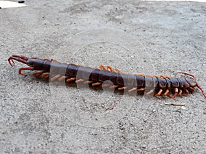 Centipedes are invertebrates in the Chilopoda class, located in the arthropod arthropod. The legs are found in the tropical zone