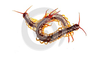 Centipedes are poisonous animals.