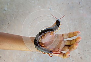 Centipedes are poisonous animals.