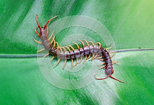 Centipedes are poisonous animals.