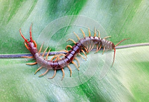 Centipedes are poisonous animals.