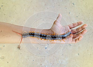 Centipedes are poisonous animals.