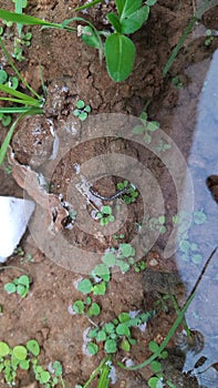 A centipedes stuck on the grass among the running water.