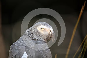 Central Africa\'s Enchanting Companion - Grey Parrot (Psittacus erithacus