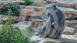Central African Chimpanzee  Pan troglodytes troglodytes