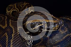 Central African rock python Python sebae