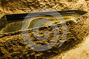 The Central African rock python - Python sebae