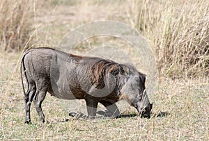 Central African warthog