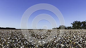 Central Alabama cotton field ready for harvest