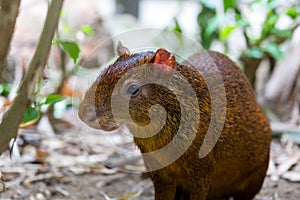 Central American Agouti Closeup