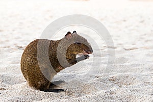 Central American agouti Dasyprocta punctata sitting at beach sand